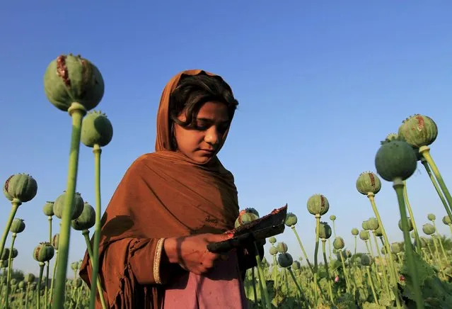An Afghan girl gathers raw opium on a poppy field on the outskirts of Jalalabad April 28, 2015. (Photo by Reuters/Parwiz)