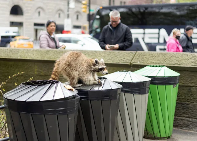 People walk by as a wild raccoon eats food from a garbage can in New York, New York, USA, 27 April 2022. (Photo by Justin Lane/EPA/EFE)