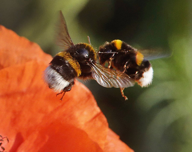 Two bumblebees almost collide as they fly to a poppy flower on a field in Frankfurt, Germany, Thursday, June 1, 2017. (Photo by Michael Probst/AP Photo)