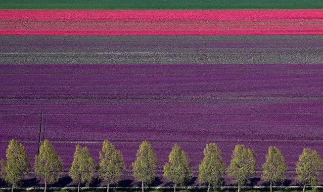An aerial view of tulip fields near the city of Creil, Netherlands on April 18, 2019. (Photo by Yves Herman/Reuters)