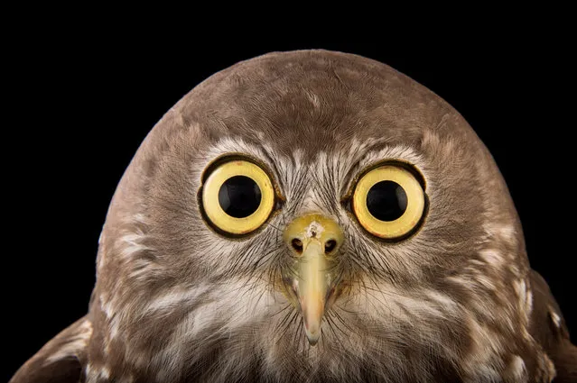 The National Geographic Photo Ark is a travelling exhibition of photographer Joel Sartore’s quest to create a photo archive of biodiversity around the world. So far, Sartore has captured studio portraits of more than 6,000 species – a number that he hopes to double. On 1 July, the ark will open at Melbourne zoo – the first time it has been exhibited in the southern hemisphere. More than 50 portraits will be on display, including many of Australian endangered animals being protected by programs at the zoo itself. These captions have been edited from text supplied by Melbourne zoo. Here: Barking owl. So-named because its call sounds like a barking dog, these birds are native to Australia, Indonesia and Papua New Guinea. In Victoria they are listed as an endangered species, and in 2003 there were estimated to be fewer than 50 breeding pairs. The main threat to the species in Victoria is loss of habitat, especially large trees with hollows in which they can nest and on which many of their prey depend. Apart from a bark, they may utter a chilling scream when they feel threatened. (Photo by Joel Sartore/National Geographic Photo Ark/The Guardian)