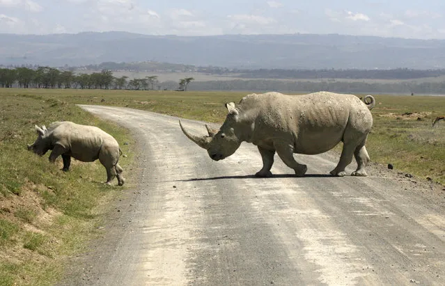 A white rhino and its baby cross a road on the drying shores of Lake Nakuru in Kenya's Rift Valley, December 18, 2009. (Photo by Thomas Mukoya/Reuters)