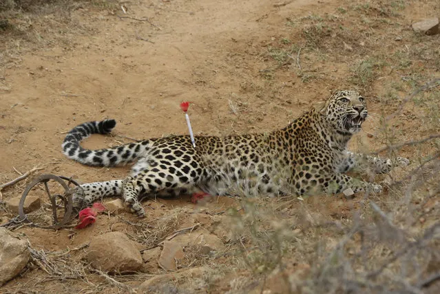 A leopard that got entangled in an animal trap set by unknown people lies as forest officials try to tranquilize the same before rescuing at Padampura village near Ajmer, Rajasthan state, India, Monday, January 13, 2020 (Photo by Deepak Sharma/AP Photo)