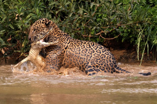 A male jaguar named Ipepo, by NGO Jaguar ID, bites an alligator at Encontro das Aguas State Park, in the Pantanal, the largest wetland in the world, in Pocone, Mato Grosso, Brazil, on October 6, 2024. (Photo by Sergio Moraes/Reuters)