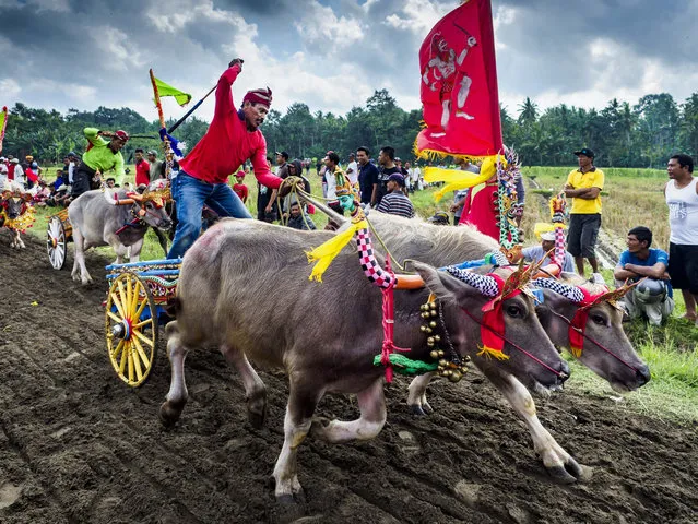 Teams of racing water buffalo at the finish line of a makepung (buffalo race) in Tuwed, Jembrana in southwest Bali, Indonesia on July 30, 2017. Makepung is buffalo racing in the district of Jembrana, on the west end of Bali. The Makepung season starts in July and ends in November. A man sitting in a small cart drives a pair of buffalo bulls around a track cut through rice fields in the district. It's a popular local past time that draws spectators from across western Bali. (Photo by Jack Kurtz/ZUMA Wire/Rex Features/Shutterstock)