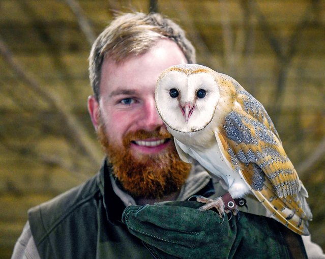 Ben Cox is pictured in the last decade of October 2024 with an 11-week-old barn owl named Lulu, who is one of the newest arrivals at the Hawk Conservancy Trust in Andover, Hampshire, UK. (Photo by Andrew Croft/Solent News)