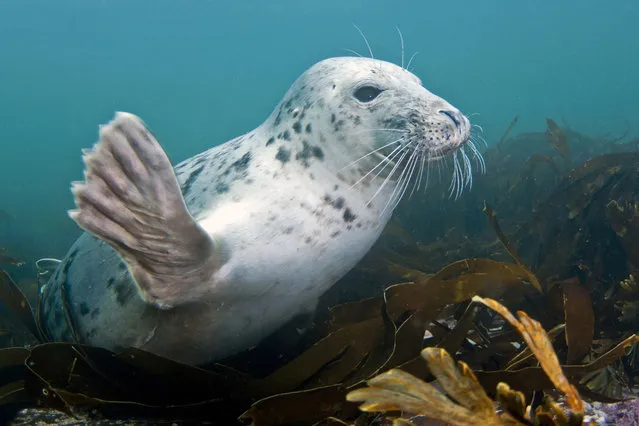 Playful seals. The pair of playful seals swim around each other. Two passionate seals were captured on camera in a tender embrace by underwater photographer Robert Bailey, 50, near the Farne Islands off the Northumberland coast, UK. (Photo by Robert Bailey/Medavia)