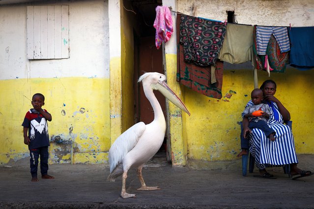 The pelican, named “Ndagabar”, which means pelican in the local Wolof language, begins visiting the neighborhood in the early hours of the day in Saint-Louis, Senegal on November 02, 2024. The pelican, which 62-year-old retired fisherman Madiop Gueye, has been keeping in front of his house for five years, has become the center of both the neighborhood and the region, attracting the attention of both local and foreign tourists. (Photo by Cem Ozdel/Anadolu via Getty Images)