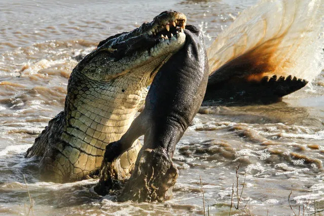 An enormous crocodile mauls a young hippo calf carcass near Lower Sabie on May 11, 2014, in Kruger National Park, South Africa. An enormous crocodile tosses around a young hippo calf caught in its lethal jaws. (Photo by Roland Ross/Barcroft Media)