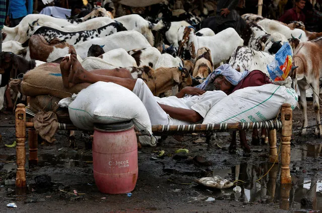 A trader sleeps amidst his goats at a livestock market ahead of the Eid al-Adha festival in Kolkata, India August 28, 2017. (Photo by Rupak De Chowdhuri/Reuters)