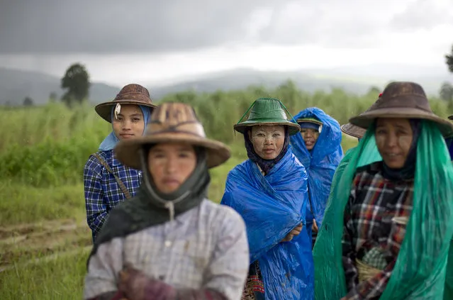 A group of Myanmar rice-field workers cover themselves in plastic sheets as monsoon rain pour down in Naypyidaw, Myanmar, Monday, August 11, 2014. Farmers grow rice with the help of the monsoon rain, which starts late May and ends in mid-October. (Photo by Gemunu Amarasinghe/AP Photo)