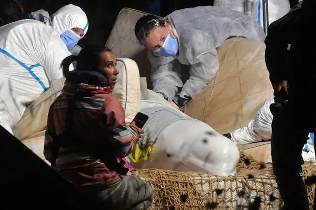 Veterinarians take care of a beluga whale that was stranded in the River Seine at Notre Dame de la-Garenne, northern France, on August 9, 2022. French marine experts launched an ambitious operation on August 9 to rescue an ailing beluga whale that swam up the Seine river, to return it to the sea. The four-metre (13-foot) cetacean, a protected species usually found in cold Arctic waters, was spotted a week ago heading towards Paris, and is now some 130 kilometres inland. (Photo by Jean-Francois Monier/AFP Photo)