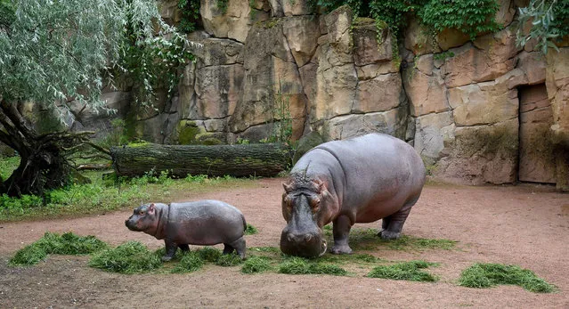 Hippo baby “Pumeza” is seen in Hannover Zoo, Germany on August 3, 2016 together with mother “Cherry”. (Photo by Holger Hollemann/DPA)