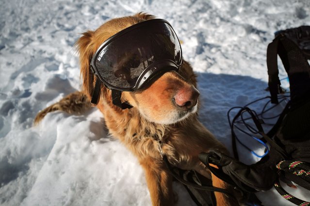 An avalanche dog is pictured during a search and rescue exercise for avalanche victims in the French Alps ski resort of La Rosiere, south-eastern France, on February 4, 2025. (Photo by Olivier Chassignole/AFP Photo)