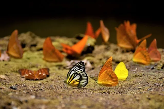 Various types of butterflies perch on the edge of the lake in the Bantimurung Nature Park area, Maros Regency, South Sulawesi, Indonesia, Sunday 4 September 2022. Bantimurung Nature Park has been nicknamed the Kingdom of Butterfly, there are about 240 species of butterflies that live in the area, and the appearance of so many butterflies only occurs twice a year, during the transition from the rainy season to the dry season or vice versa. (Photo by Zul Kilfi/Anadolu Agency via Getty Images)