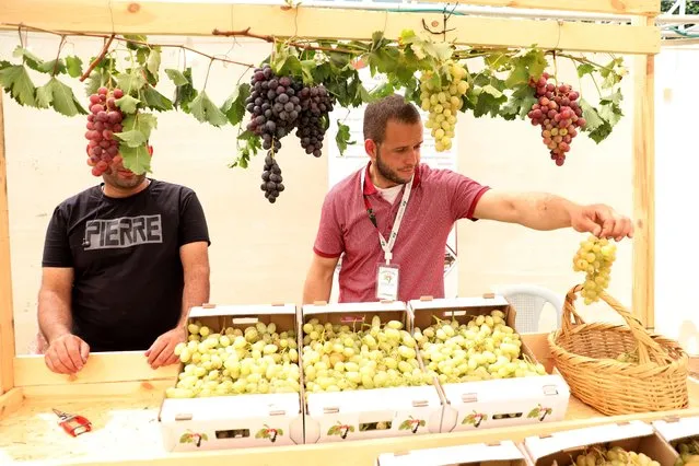 Palestinians display grapes during the Palestinian grapes festival in the village of Halhul, near the West Bank city of Hebron, 18 September 2022. (Photo by Abed Al Hashlamoun/EPA/EFE)