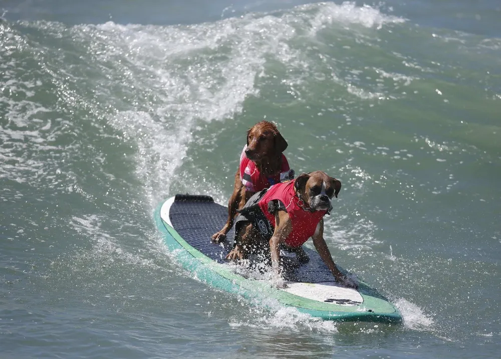 The 6th Annual Surf City Surf Dog Contest in California