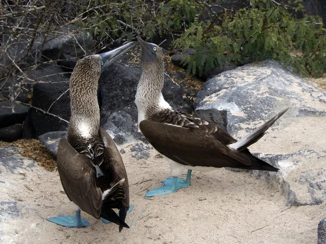 Blue-Footed Booby