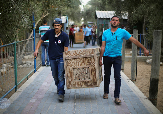 Crates containing animals are carried to be taken out of Gaza by Four Paws International, at a zoo in Khan Younis in the southern Gaza Strip August 23, 2016. (Photo by Ibraheem Abu Mustafa/Reuters)