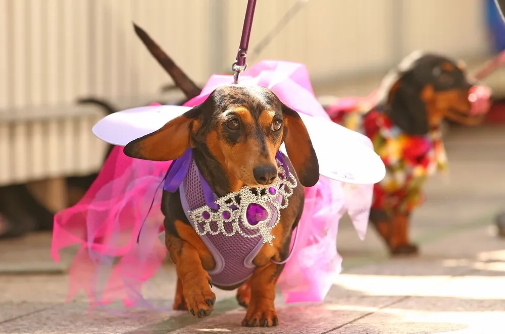 The Running of the Wieners