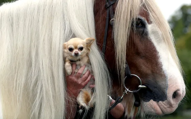 A Chihuahua looks through a horse's mane during a photo session for the trade fair “Horse and Dog” in Dortmund, Germany, October 9, 2014. Around 370 horses and 10,000 dogs will be presented at the expo in Westfalenhalle from 17 to 19 October. (Photo by Ina Fassbender/EPA)