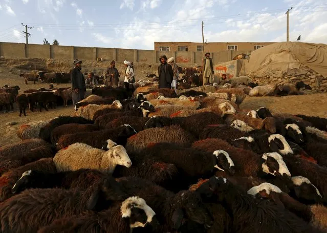 Afghan vendors talk with each other at a livestock market in Kabul, Afghanistan September  21, 2015. (Photo by Mohammad Ismail/Reuters)