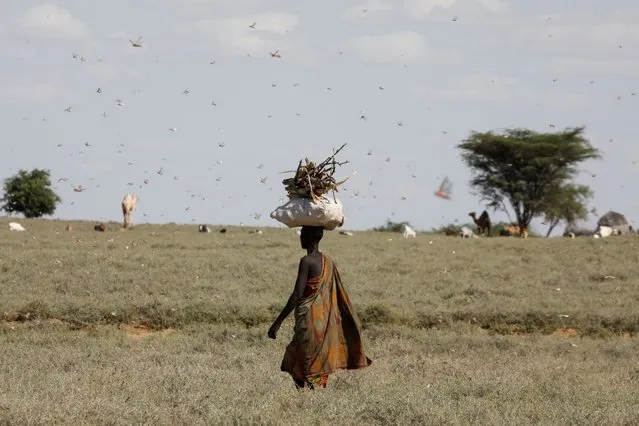 A woman carrying wood on her head walks past desert locusts near the town of Lodwar, Turkana county, Kenya, June 30, 2020. (Photo by Baz Ratner/Reuters)
