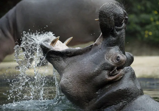 A hippo opens its mouth as it takes a bath at the Zoo in Berlin, Germany, Tuesday, October 14, 2014. (Photo by Michael Sohn/AP Photo)