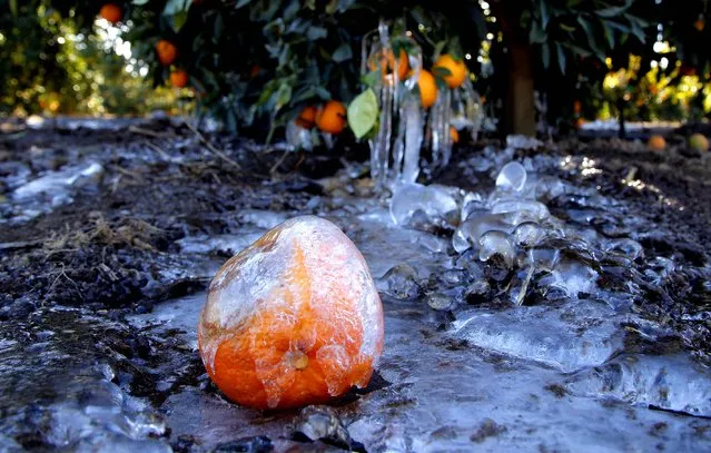 Ice covers an orange at an orange grove in Redlands, California, January 15, 2013. A cold snap that has California farmers struggling to protect a $1.5 billion citrus crop has slowly started to ease, though frigid temperatures were still the norm Tuesday morning throughout the state and across other parts of the West. (Photo by Jae C. Hong/Associated Press)