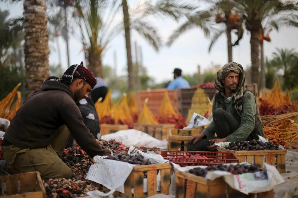Harvest Season in Gaza Strip