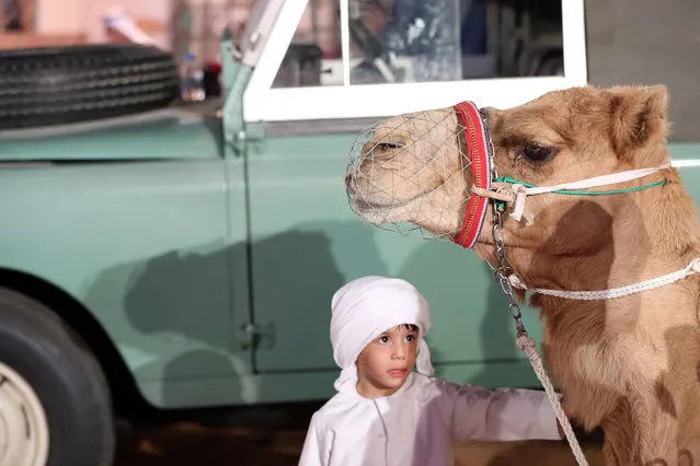 Marzog aged 3 strokes a camel on the opening day of the Sheikh Zayed Festival in Al Wathba, Abu Dhabi on November 18, 2022. (Photo by Chris Whiteoak/The National)
