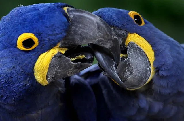 A pair of hyacinthine macaw cuddle up at Chiba Zoological park in Chiba, Japan. (Photo by Itsuo Inouye/Associated Press)