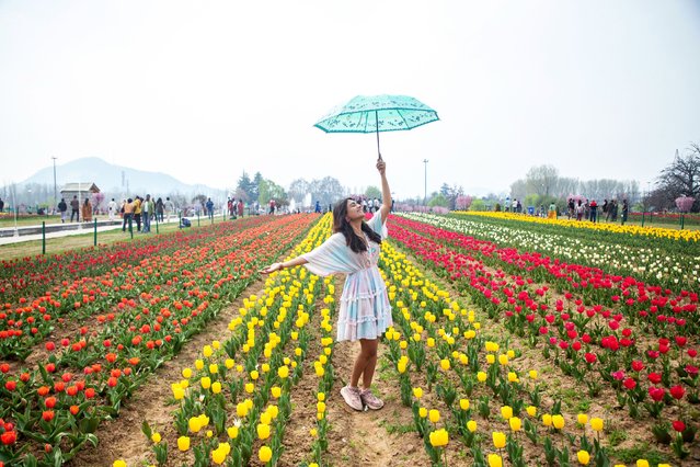 Indian tourist girl holds an umbrella as she poses for a photo near the bloomed tulip flowers inside Indira Gandhi Memorial Tulip Garden on a spring day in Srinagar, India on March 27, 2025. Kashmir's iconic and Asia's largest tulip garden is open to visitors, featuring a spectrum of colors with 1.7 million tulips in 73 varieties blossoming in the lap of the Zabarwan Hills along the banks of the world-famous Dal Lake in Srinagar city. (Photo by ZUMA Press Wire/Alamy Live News)