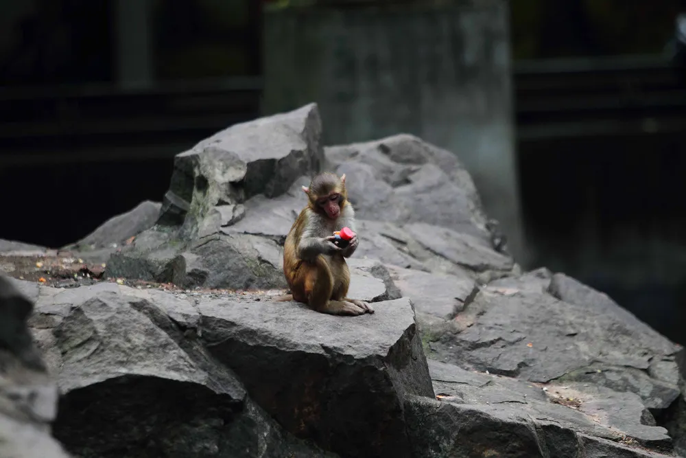 The Week in Pictures: Animals, November 1 – November 8, 2014