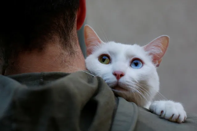 Two-year-old cat “Onis” waits to be blessed by a priest outside San Anton Church in Madrid, Spain, January 17, 2018. (Photo by Susana Vera/Reuters)