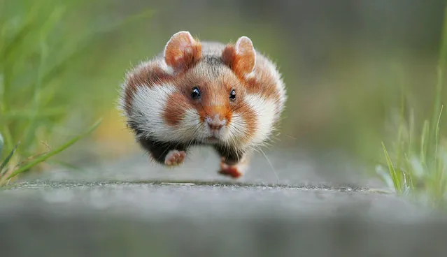 A guinea pig. (Photo by Julian Rad/Comedy Wildlife Photography Awards/Mercury Press)