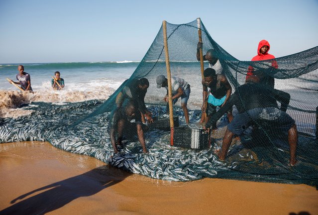 Fishermen fill crates with sardines netted during the annual sardine run in Warner Beach, South Africa on June 3, 2025. (Photo by Rogan Ward/Reuters)
