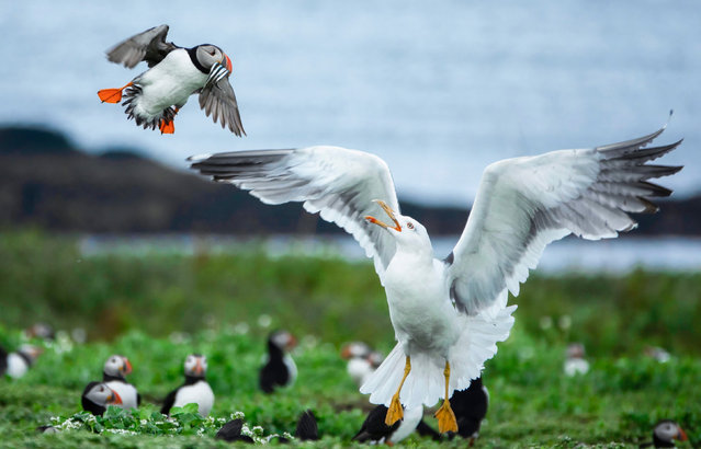 A seagull steals a fish from a puffin on Northumberland’s Farne Islands in the UK in the last decade of August 2024. (Photo by Mark Yeung/Solent News & Photo Agency/Solent News)