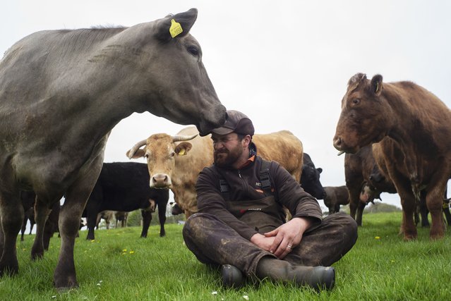 Angus Walton, a regenerative farmer, gets a nuzzle from one of his Aberdeen Angus cows at Peelham Farm, Berwickshire, Scotland on July 11, 2025. (Photo by David Bebber/WWF-UK)