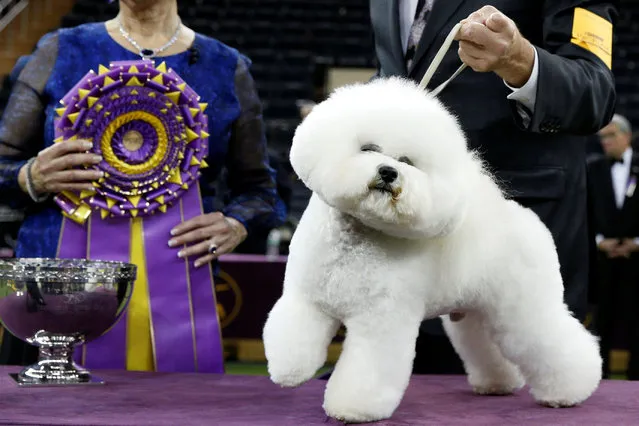 Flynn, a bichon frise and winner of Best In Show poses at after winning the 142nd Westminster Kennel Club Dog Show in New York, U.S., February 14, 2018. (Photo by Brendan McDermid/Reuters)