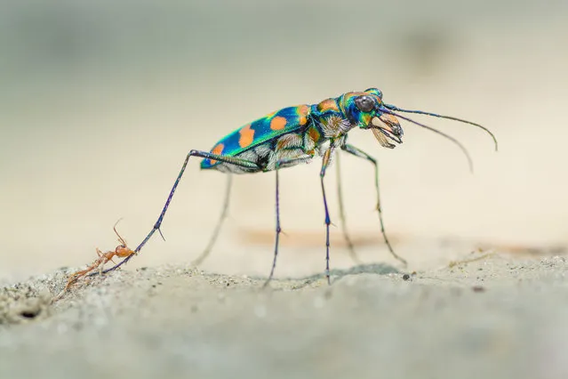 Winner – Portfolio Award: The last bite by Ripan Biswas, India. These two ferocious predators don’t often meet. The giant riverine tiger beetle pursues prey on the ground, while weaver ants stay mostly in the trees – but if they do meet, both need to be wary. “The beetle kept pulling at the ant’s leg”, says Biswas, “trying to rid itself of the ant’s grip, but it couldn’t quite reach its head”. (Photo by Ripan Biswas/Wildlife Photographer of the Year 2020)