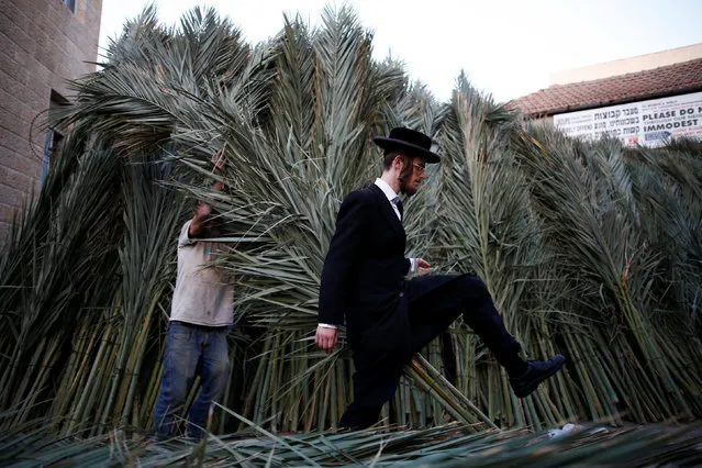 An ultra-Orthodox Jewish man walks by palm branches used to cover a ritual booth known as a sukkah during the upcoming Jewish holiday of Sukkot in Jerusalem's Mea Shearim neighbourhood, October 13, 2016. (Photo by Amir Cohen/Reuters)