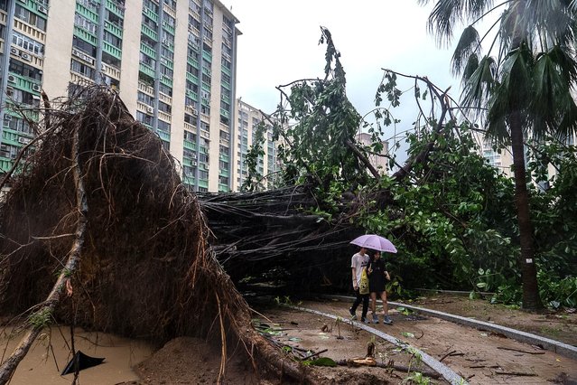 An uprooted tree blocks a path in the Ho Man Tin area, as super typhoon Ragasa approaches in Hong Kong, Wednesday, September 24, 2025. (Photo by Chan Long Hei/AP Photo)