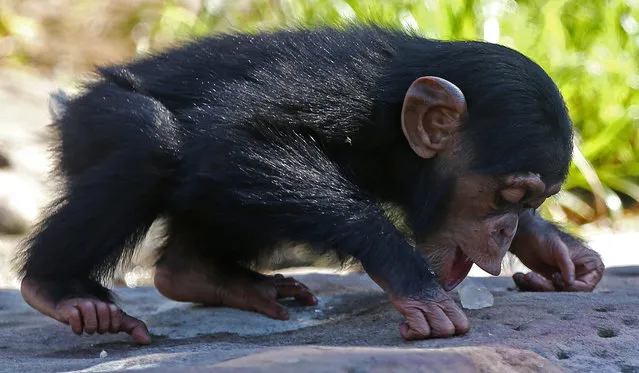 One-year-old Chimpanzee Liwali plays with ice blocks at Taronga Zoo where keepers filled the ice blocks with the chimp's favourite foods in Sydney, Friday, November 20, 2015. With forecast temperatures expected reach above 40 celcius (104 Fahrenheit) zoo keepers placed the large ice blocks around the exhibit for the chimps to find when they came out for breakfast. (Photo by Rick Rycroft/AP Photo)