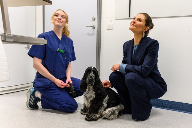 Student Lovisa Ode (left) and Crown Princess Victoria pet a dog during celebrations marking the 250th anniversary of Swedish veterinary medicine at the Swedish University of Agriculture (SLU) in Uppsala, Sweden on November 27, 2025. (Photo by SPA/Rex Features/Shutterstock)