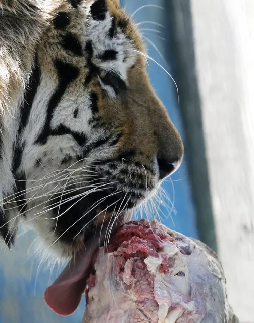 A Siberian tiger eats a frozen meat during a hot summer day at Rio de Janeiro's zoo January 13, 2015. (Photo by Sergio Moraes/Reuters)