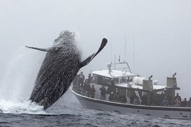 Murph the whale appears to be saying hi to a boat full of people, with their tail in Monterey Bay in May 2023. This friendly whale put on an exciting performance for boats full of whale watchers, greeting them with a spectacular tail wave. (Photo by Jodi Frediani/Caters News Agency)