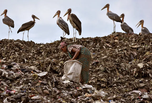 A scavenger collects recyclable items next to a flock of Greater Adjutant birds at a dump site in Guwahati, India June 4, 2018. (Photo by Anuwar Hazarika/Reuters)