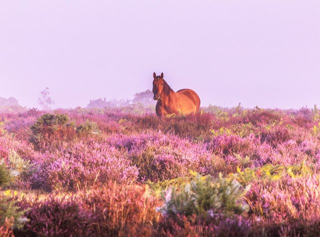 A New Forest pony chews the grass as mist lifts from the heather at sunrise near Stoney Cross in Hampshire, UK on August 10, 2025. (Photo by Cenk Albayrak-Touye/Picture Exclusive)