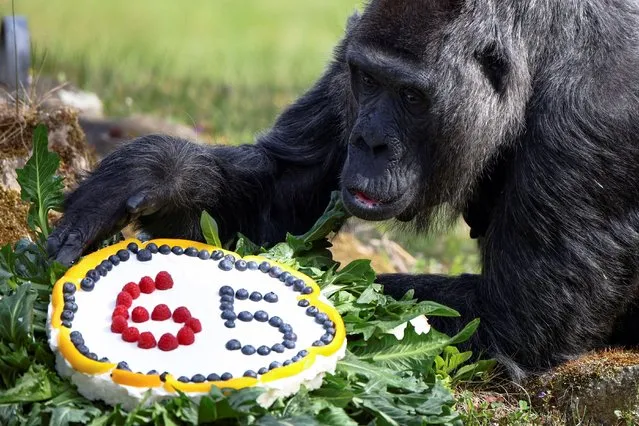 Western lowland gorilla Fatou, the world's oldest according to the Berlin zoo, receives a rice cake with fruit on her 65th birthday at the zoo in Berlin, Germany, April 13, 2022. (Photo by Lisi Niesner/Reuters)